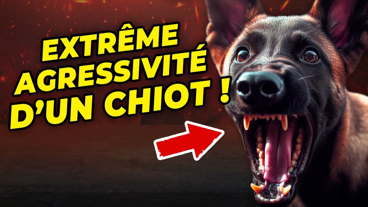 L'extrême agressivité d'un chiot