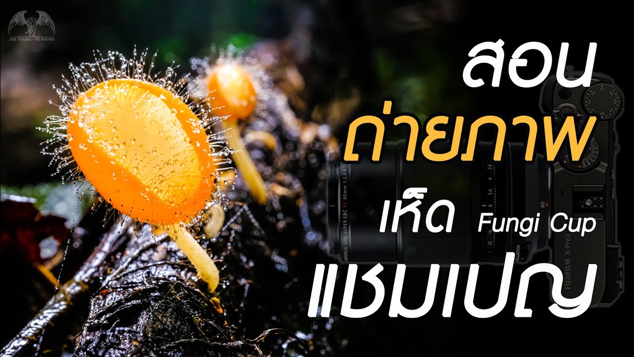 [1] ถ่ายภาพสวย เห็ดแชมเปญ | Fungi Cup | Macro Photography | Fujifilm X-T30 | JoeYoung56Photo