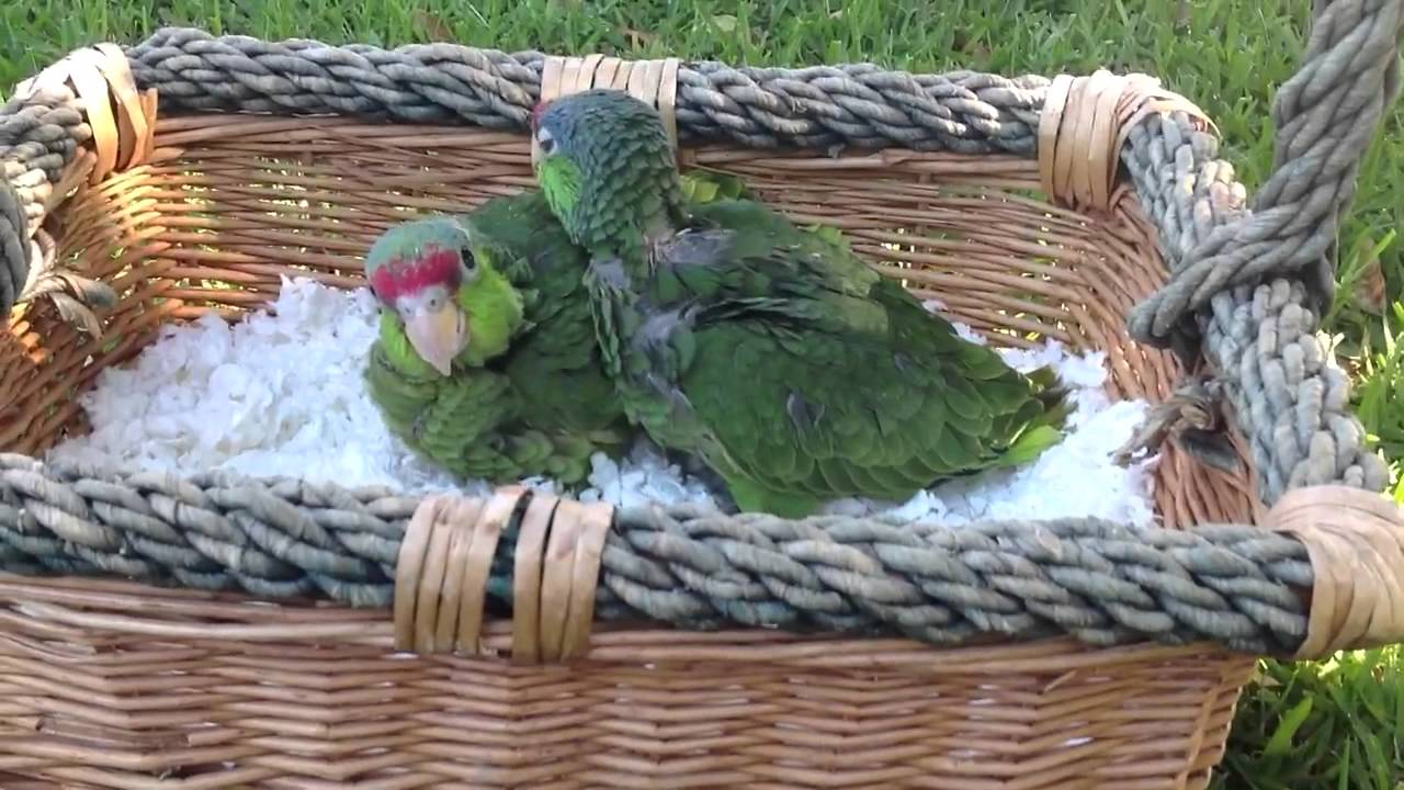 BABY RED HEADED AMAZON PARROTS