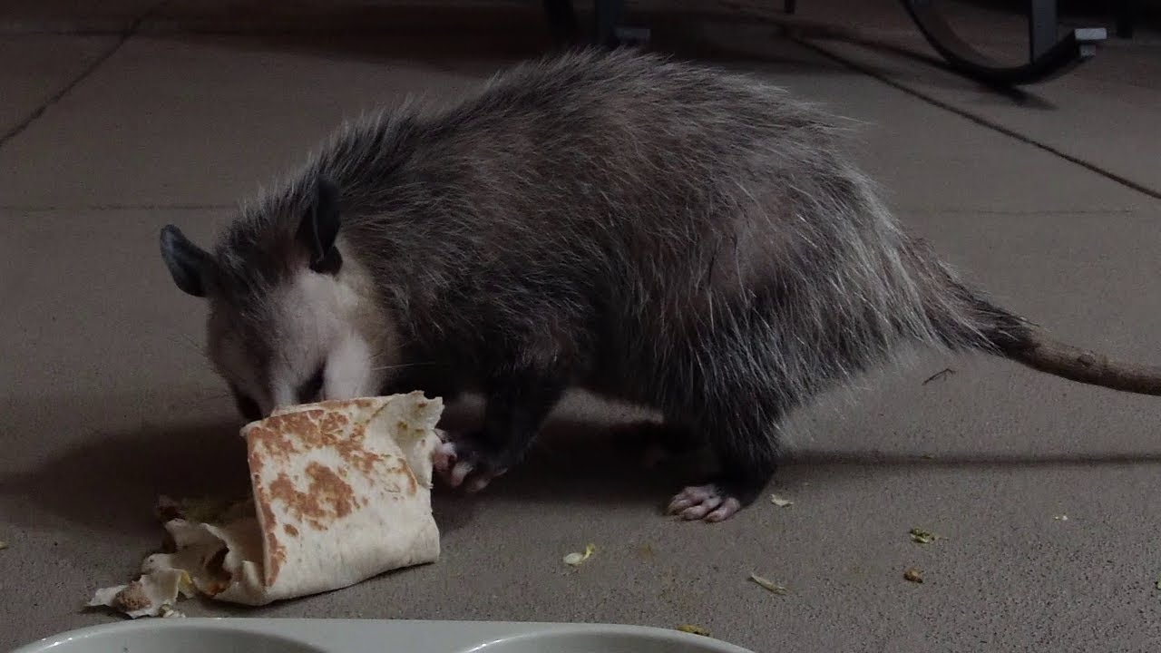 Possums Eat Taco Bell Crunch Wrap Supreme