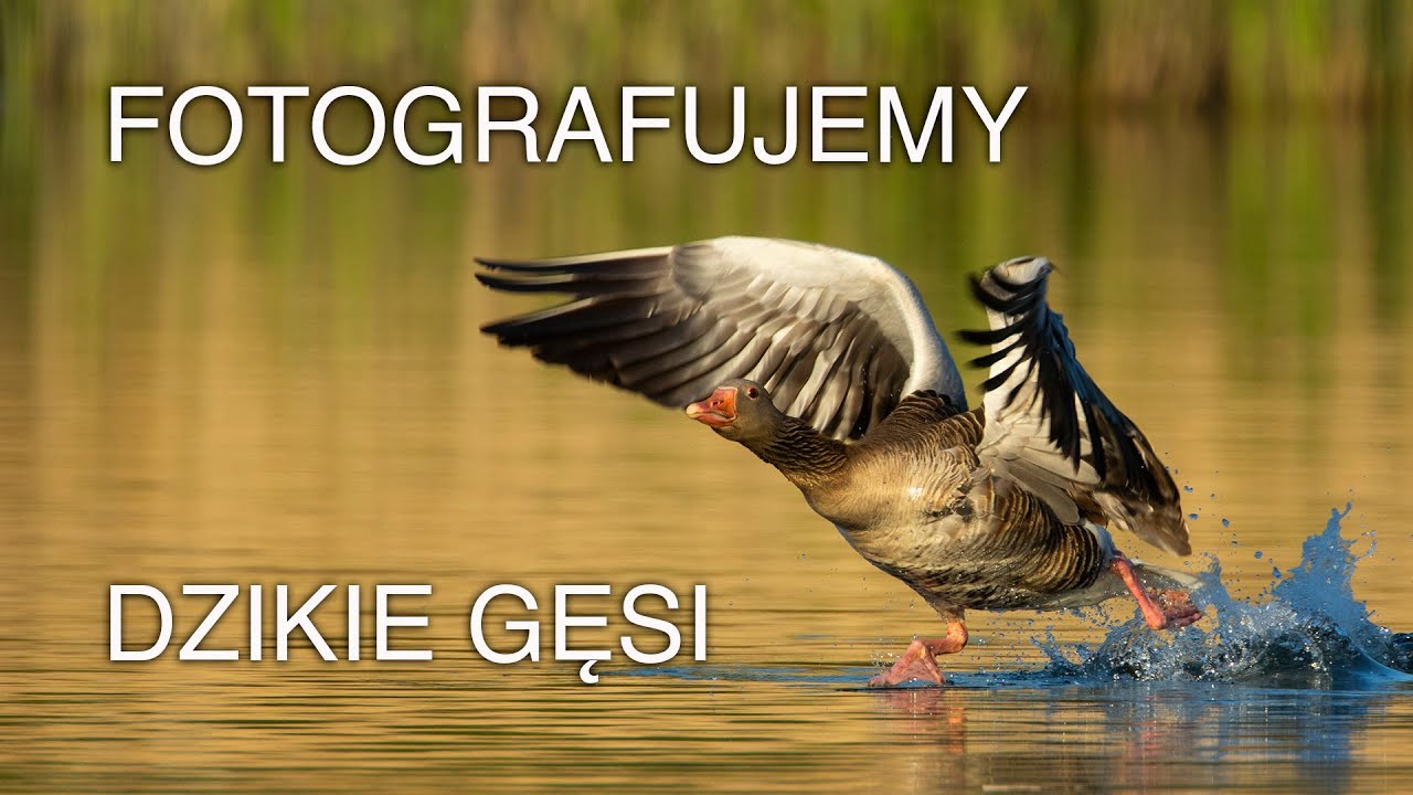 Fotografowanie dzikich gęsi. Gęgawa Anser anser.  Z życia fotografów przyrody.