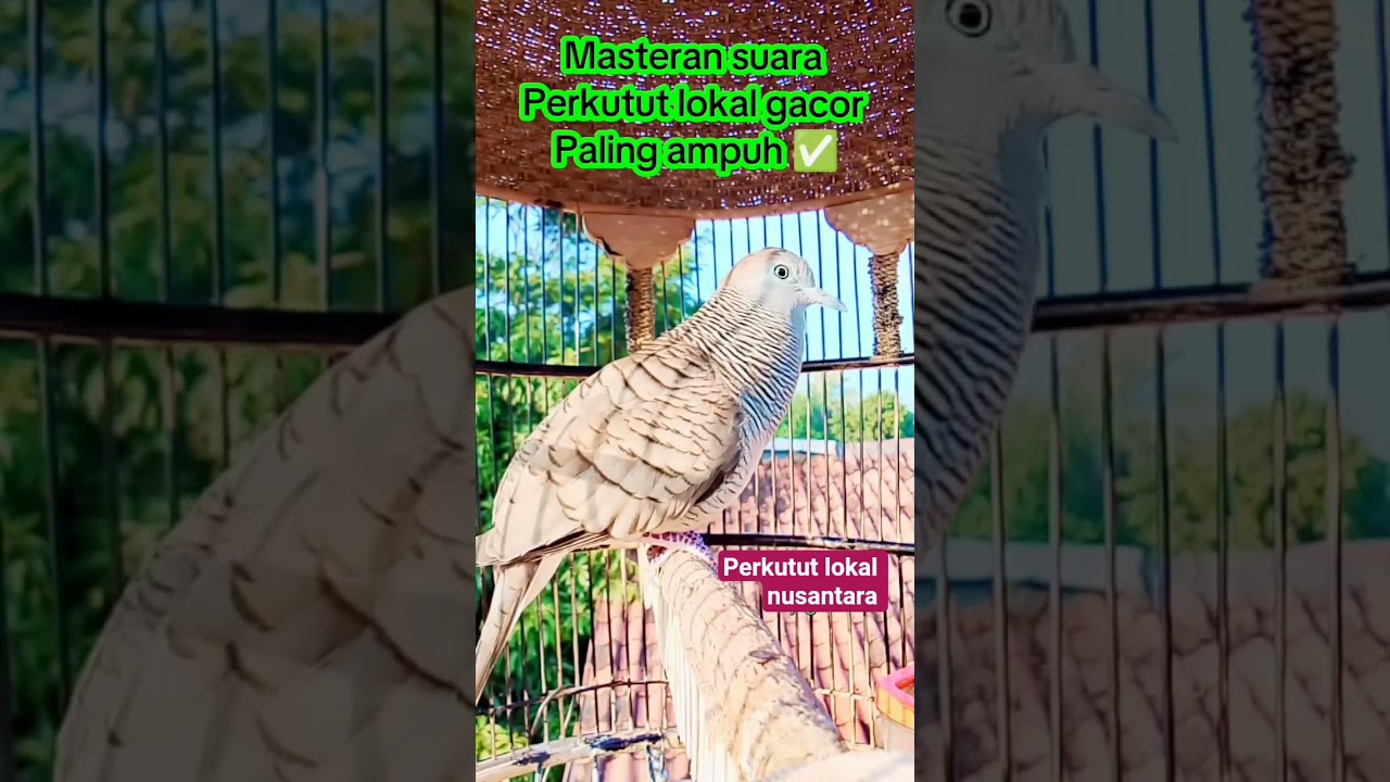 Masteran suara perkutut lokal gacor, - jugo2661