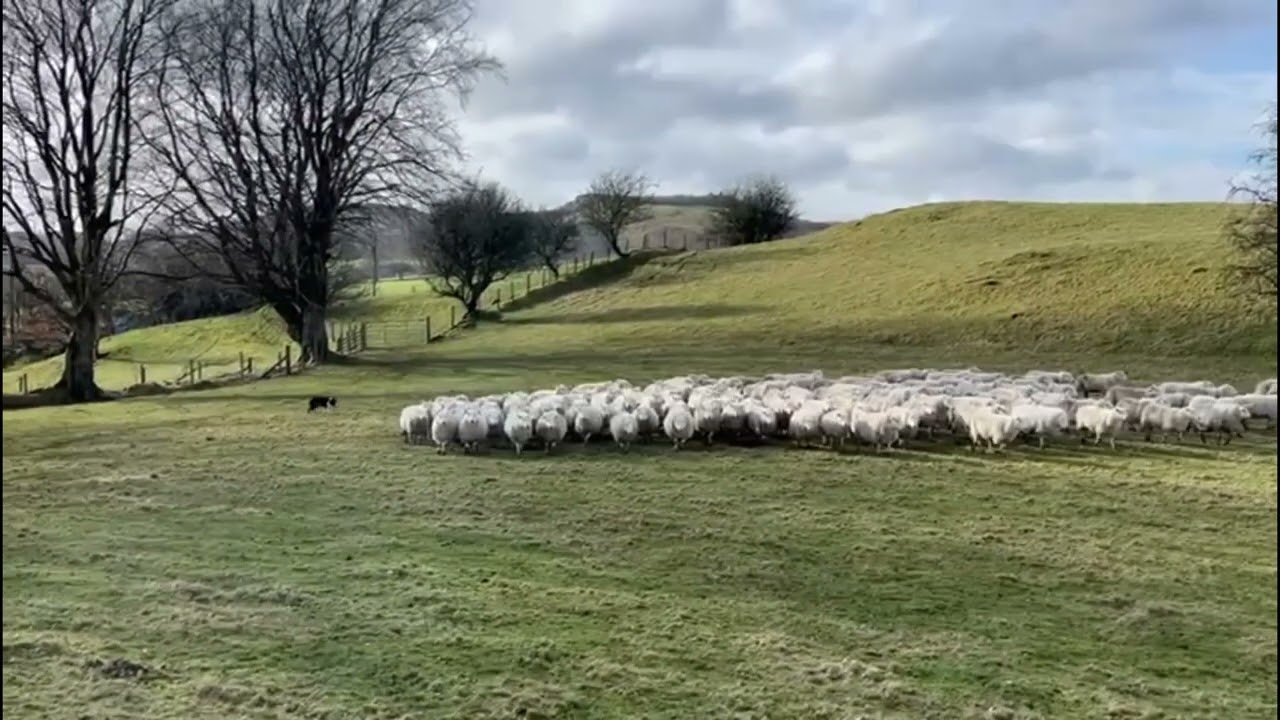 Lot 31: Cloddiau Tom - 04.02.26 Farmers Mart Dolgellau Online Sheepdog Auction