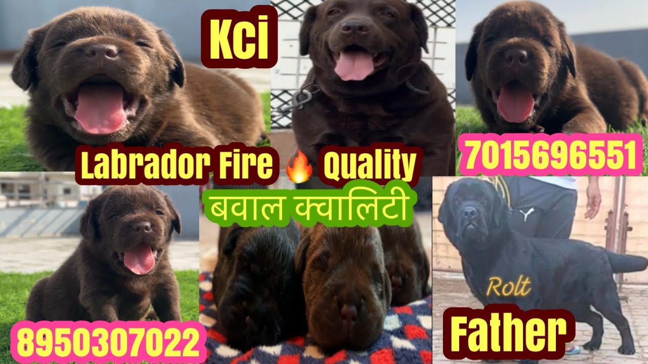Labrador Colors: The Science Behind Black & Chocolate | #dog #dogllvers
