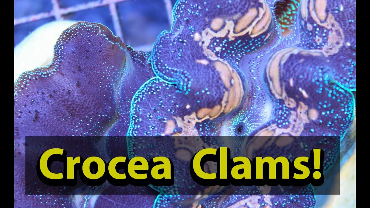 Crocea Clams
