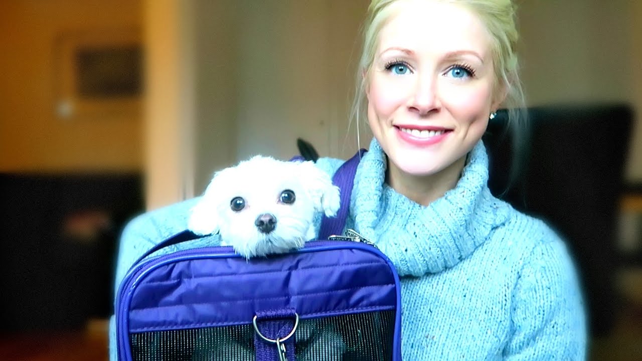 Tips & Tricks for Flying With A Dog