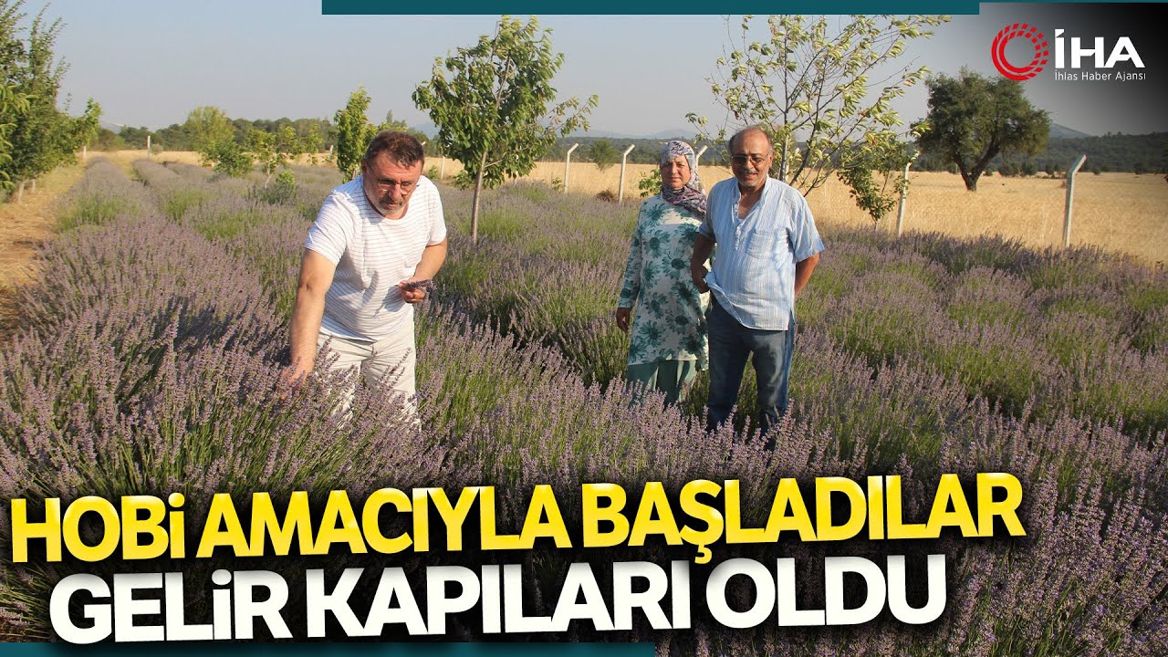 Hobi Amacıyla Kurdukları Lavanta Bahçesi Şimdi Gelir Kapıları Oldu
