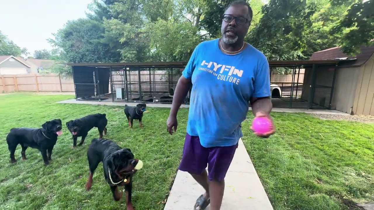 Play with the pack