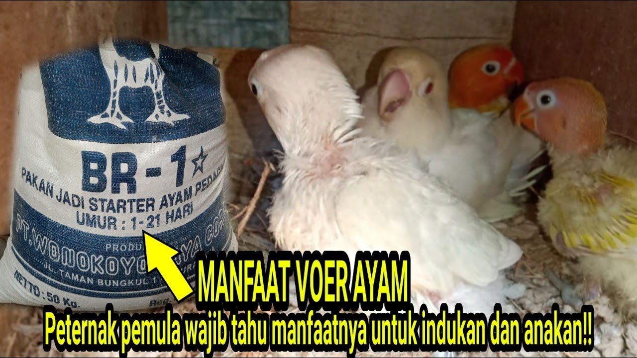 MANFAAT VOER AYAM UNTUK LOVEBIRD