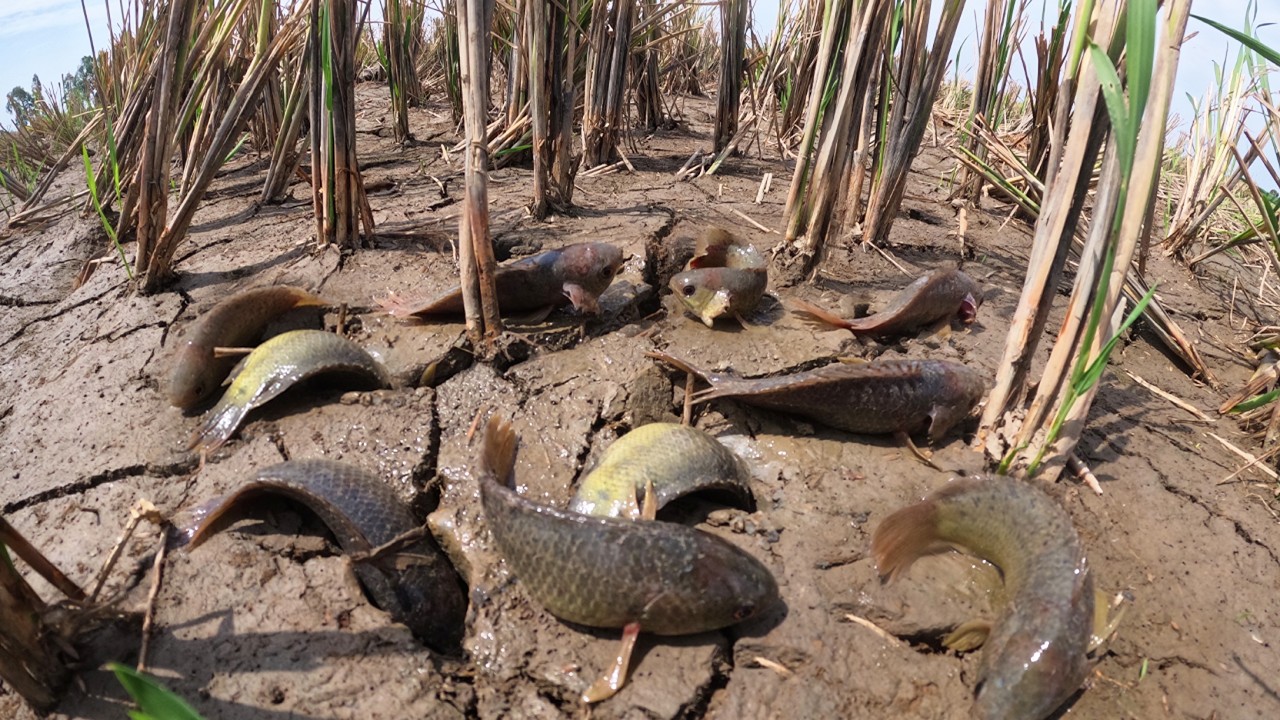 Wow Wow Unique - Fisherman catch fish & pick a lot of eggs by skill hand in rice field at dry season