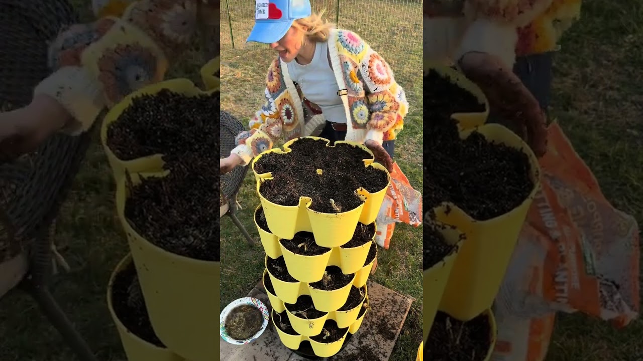 Planting backyard strawberries 🍓 Part 2 #homestead #garden #gardening #strawberryplant