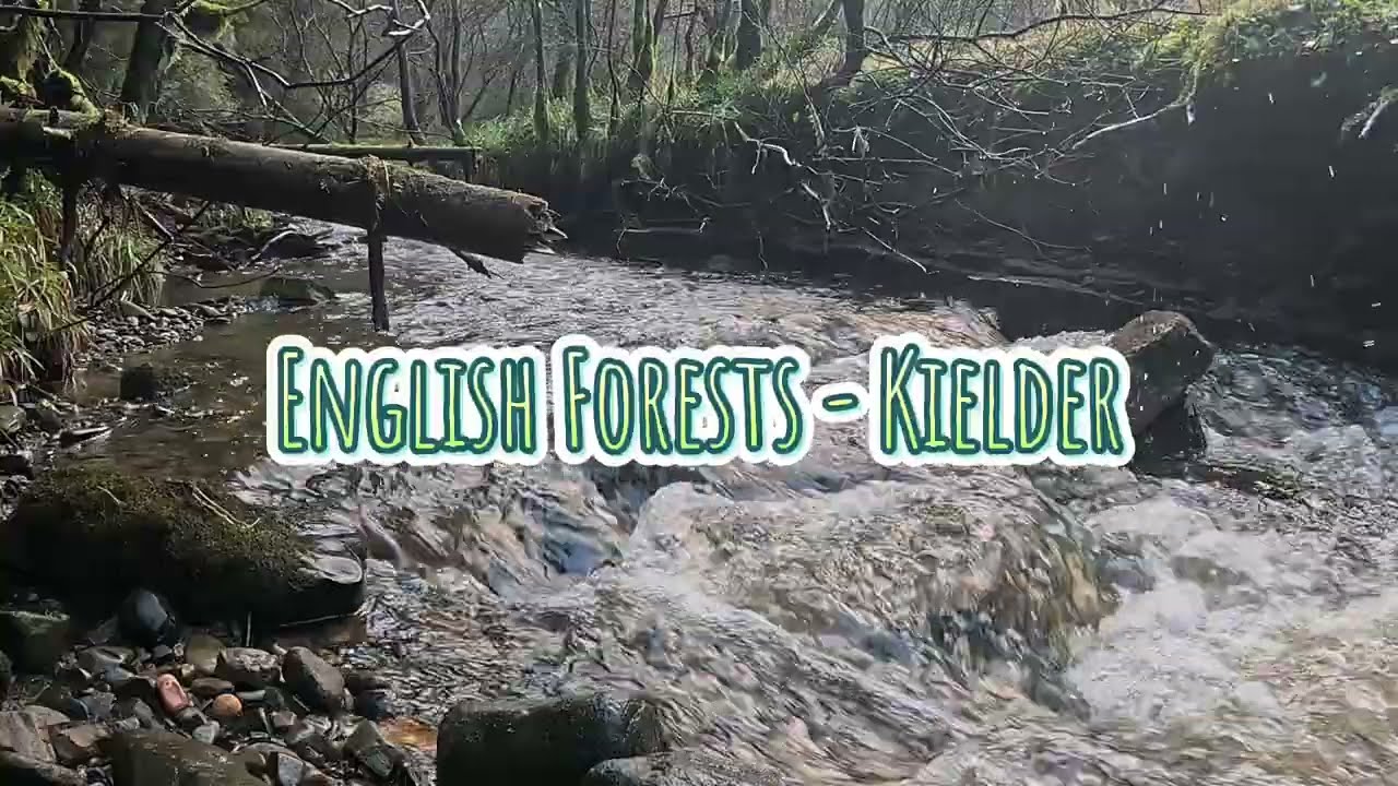 Forest scenes by the river. England. Fall asleep in 30 minutes. 