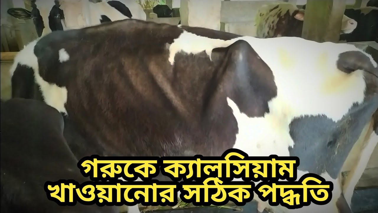 গরুকে ক্যালসিয়াম খাওয়ানোর সঠিক নিয়ম।
