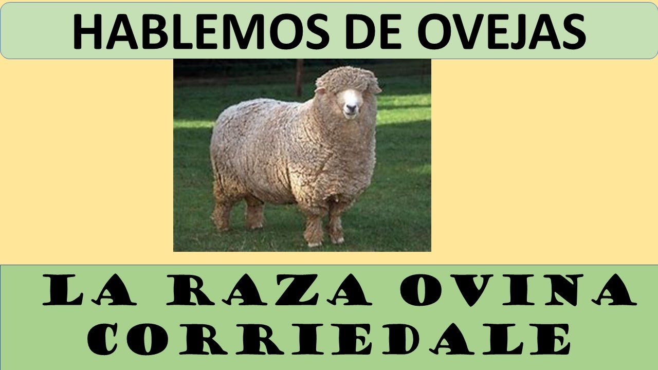 LA RAZA DE OVEJAS CORRIEDALE