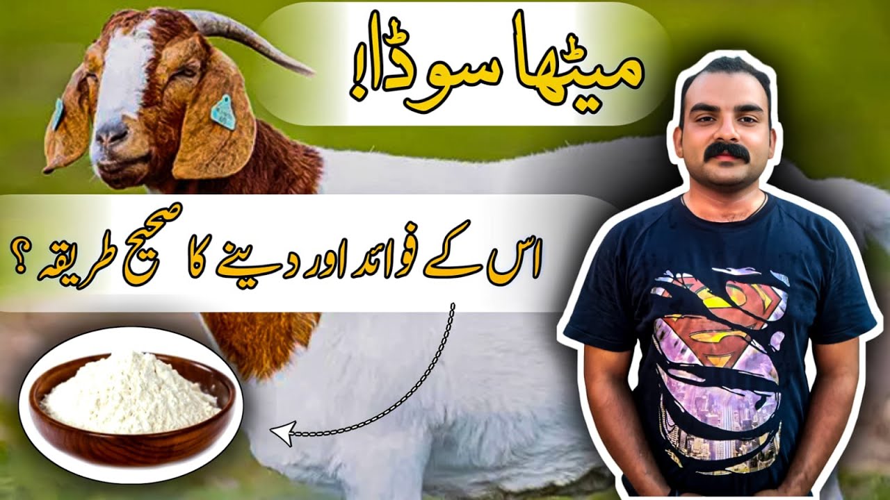 Meetha Soda Bakriyon Ko Dene Ka Sahi Tareeqa | Goat Baking Soda Benefits | Goat Care Official