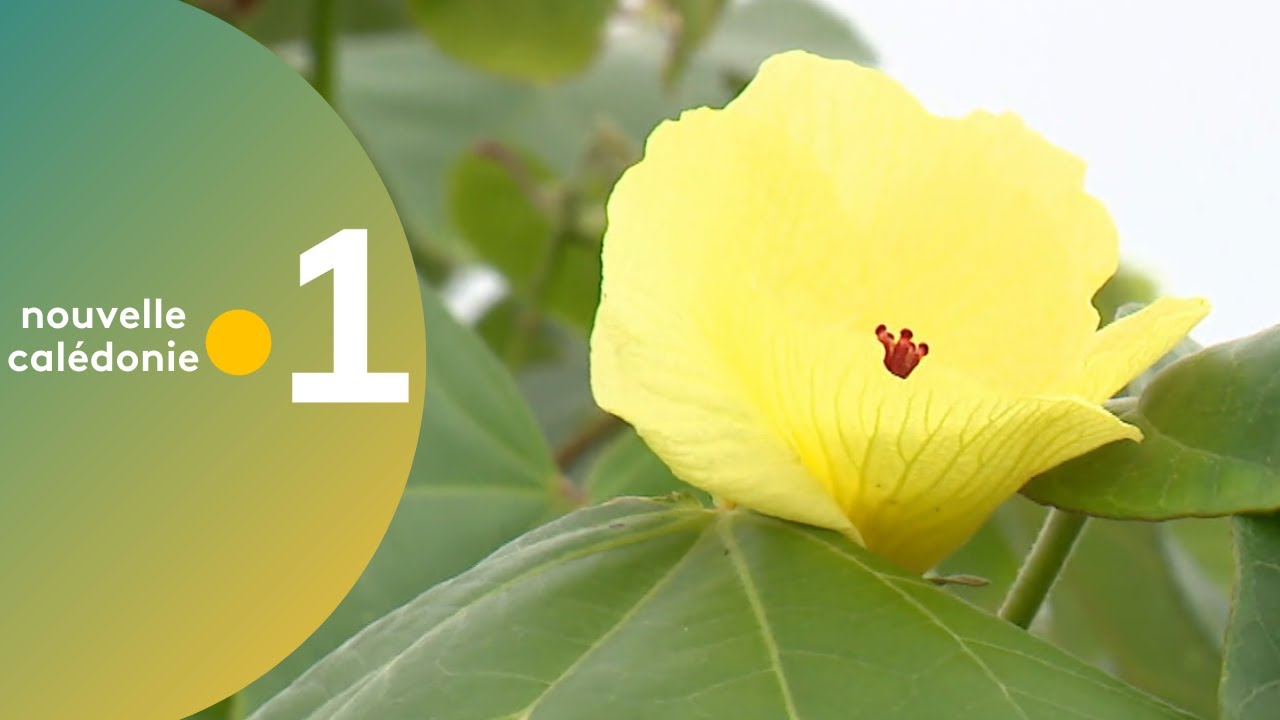 26/ Des racines et des plantes : le Bourao