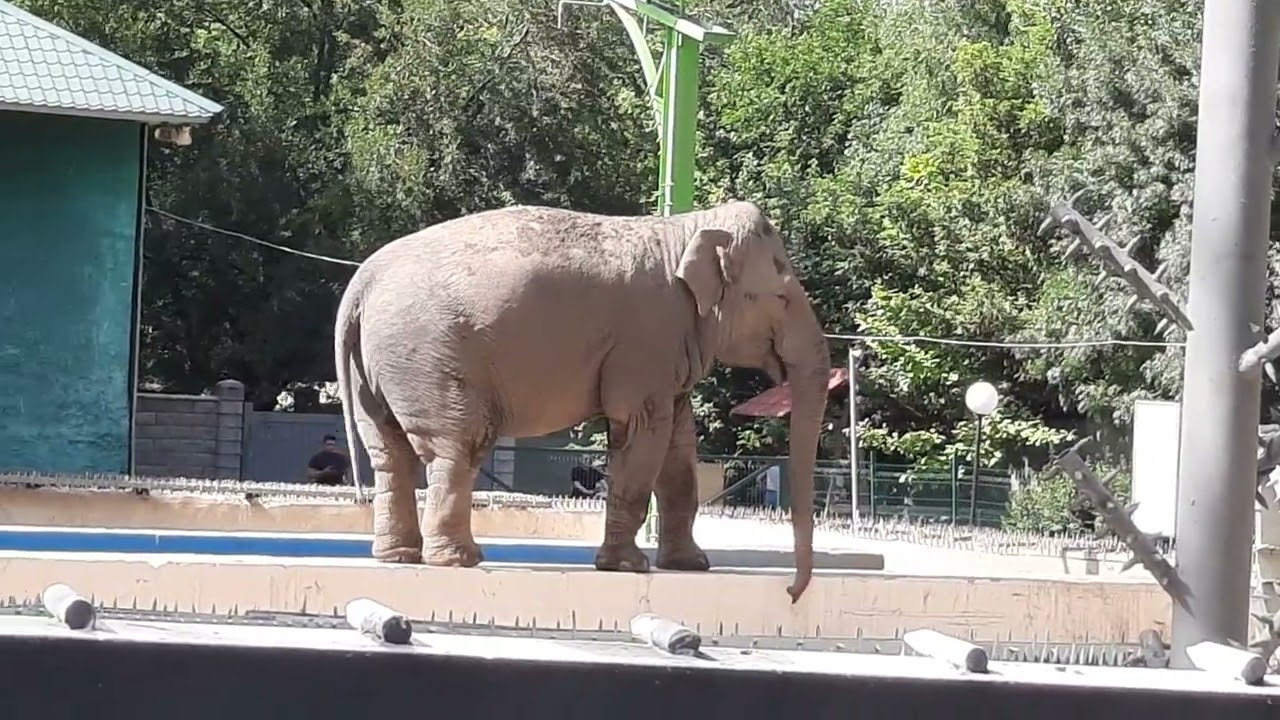 EEG - Asiatischer Elefant, Zoo Almaty, Kasachstan, 06.06,2025,  Aru balanciert am Wasserbecken.
