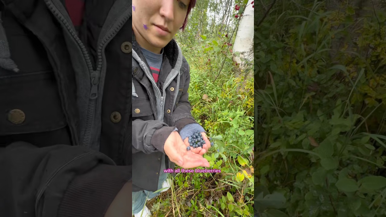Did we find Wild Blueberries in Alaska! #sorryitsmari #foraging #blueberries #alaska #travelvlog