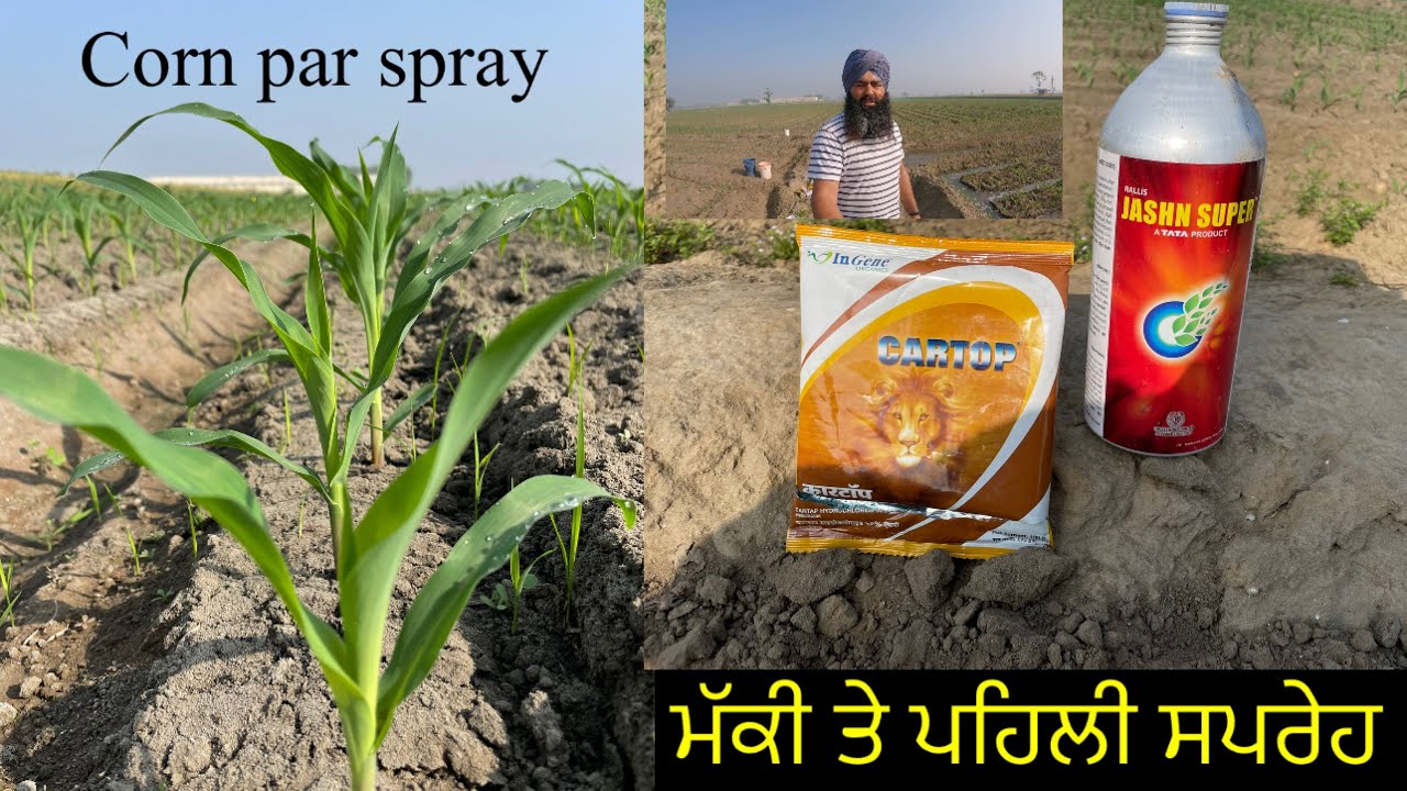Corn par pehli spray//ਮੱਕੀ ਤੇ ਪਹਿਲੀ ਸਪਰੇਹ ਮੱਕੀ ਹੋਗੀ 15 ਦਿਨਾ ਦੀ//SEERA DHILLON