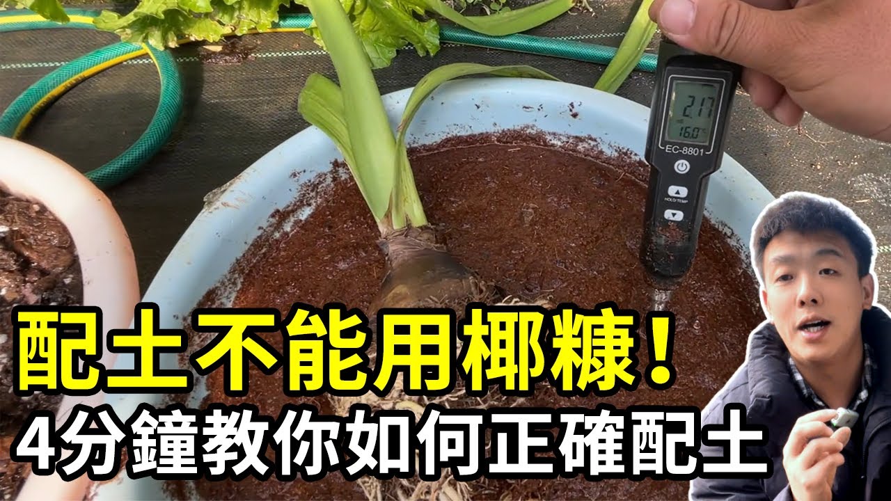 椰糠配土容易烧根？配土多做一步植物才能健康成长，4分钟学会正确配土！【禅艺绿植工作室】