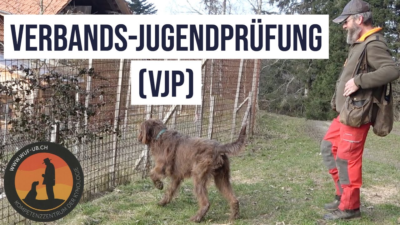 Verbands Jugendprüfung VJP nach gültiger PO, gespickt mit Tipps und Tricks | Hundeschule U.B.