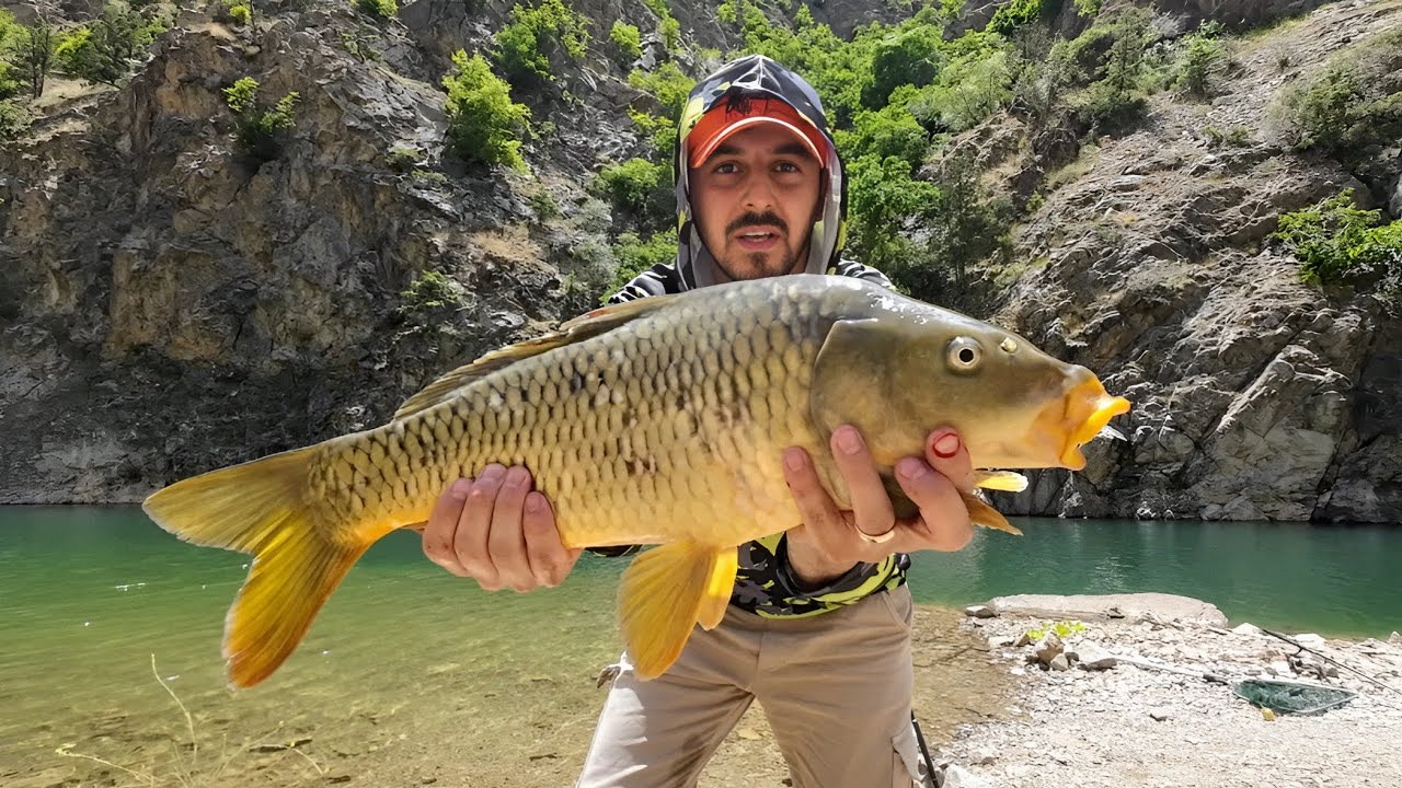 SAZAN AVI. Oltayı Suya G&ouml;t&uuml;ren Sazan. #sazanavı #sazan #carpfishing #carp #fishing