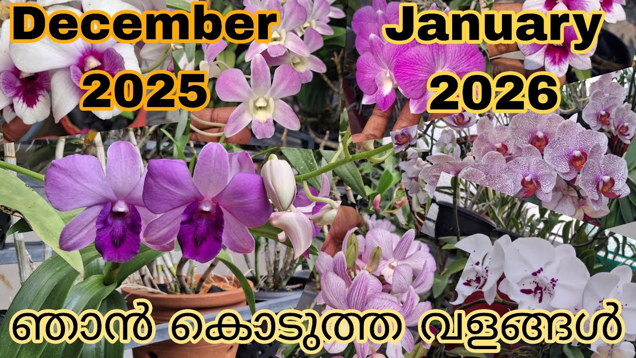  Fertilizer for Orchids | ഞാൻ കൊടുത്ത വളങ്ങൾ #dendrobium #orchid #fertilizer 