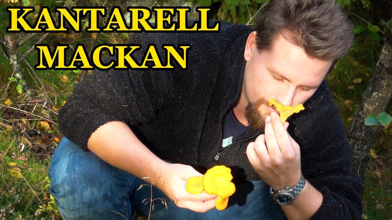 SVERIGES GODASTE KANTARELLMACKA