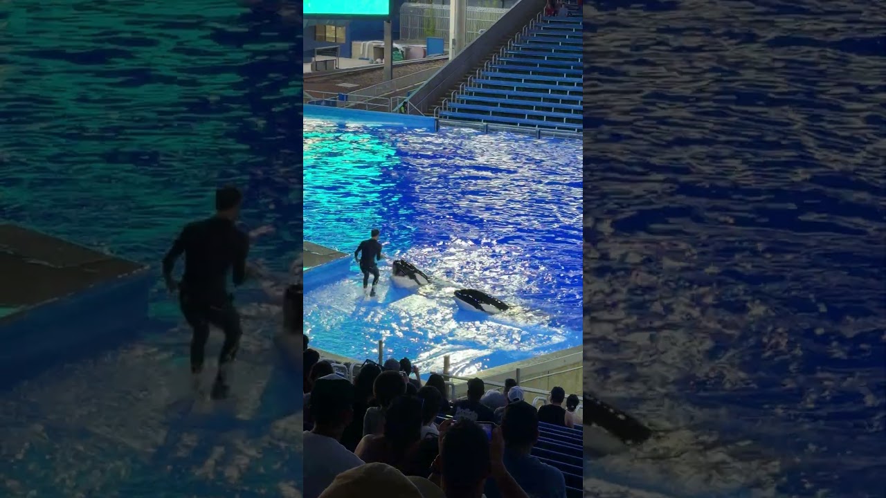 Orcas at Seaworld San Antonio Texas