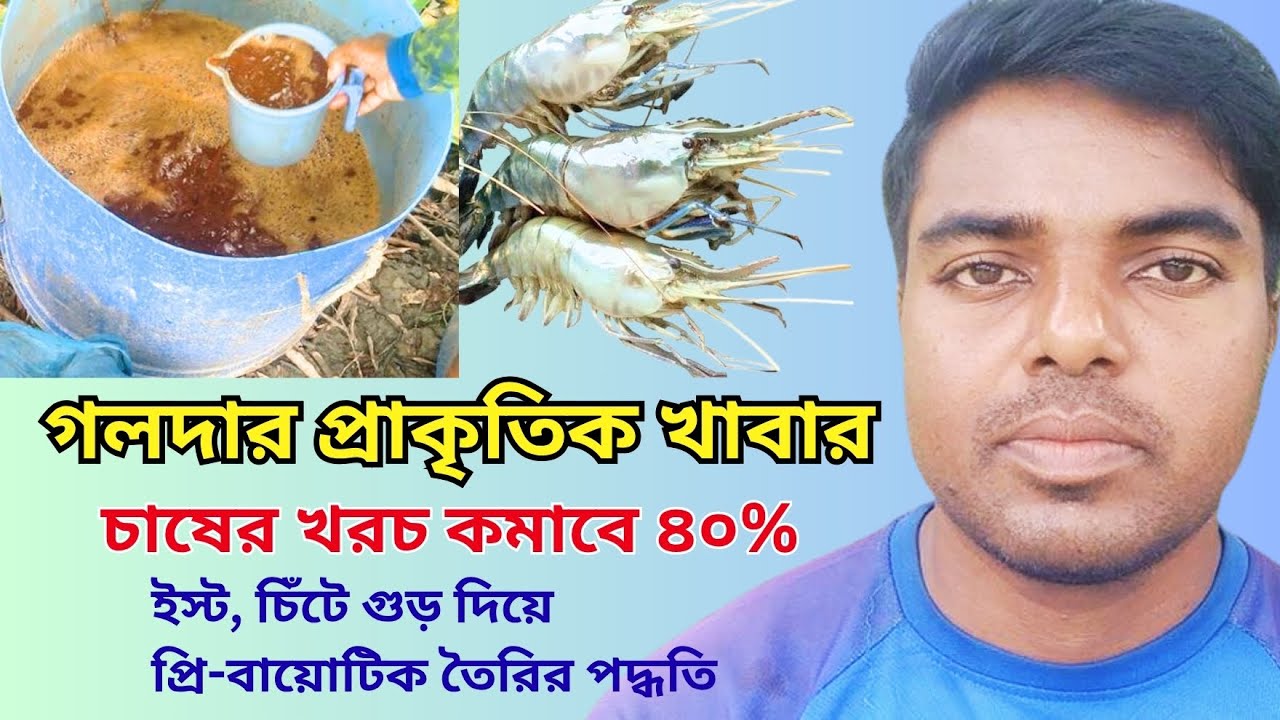 আধুনিক পদ্ধতিতে গলদা চিংড়ি চাষের জন্য পুকুরে প্রাকৃতিক খাবার তৈরির সঠিক পদ্ধতি।। প্রি-বায়োটিক তৈরি।