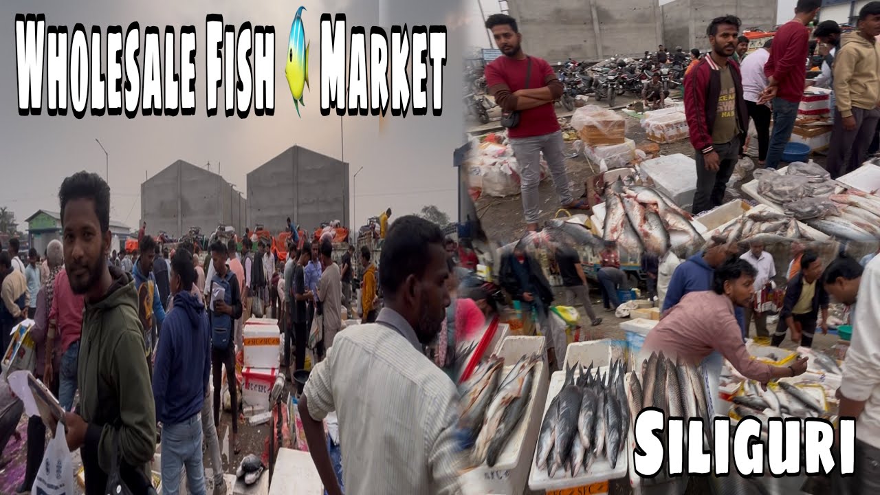 Wholesale Fish 🐟 Market 😨 | Siliguri | 