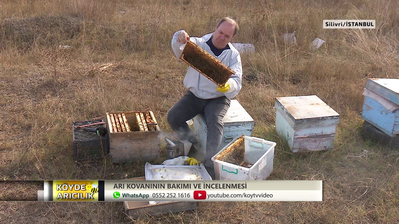 KÖYDE ARICILIK - ARI KOVANININ BAKIMI VE İNCELENMESİ | SİLİVRİ 2.BÖLÜM