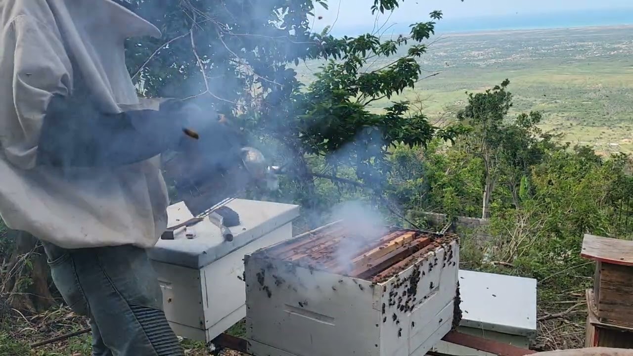 Am going to look some honey 🍯 out of my bees box 