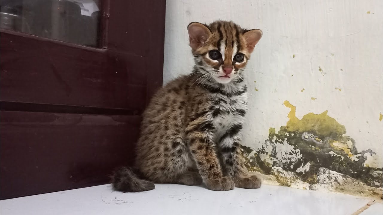 PENYEBAB KUCING HUTAN TIDAK BISA JINAK #kucinghutan #kucinghutanjinak #kucing #kucingkampung