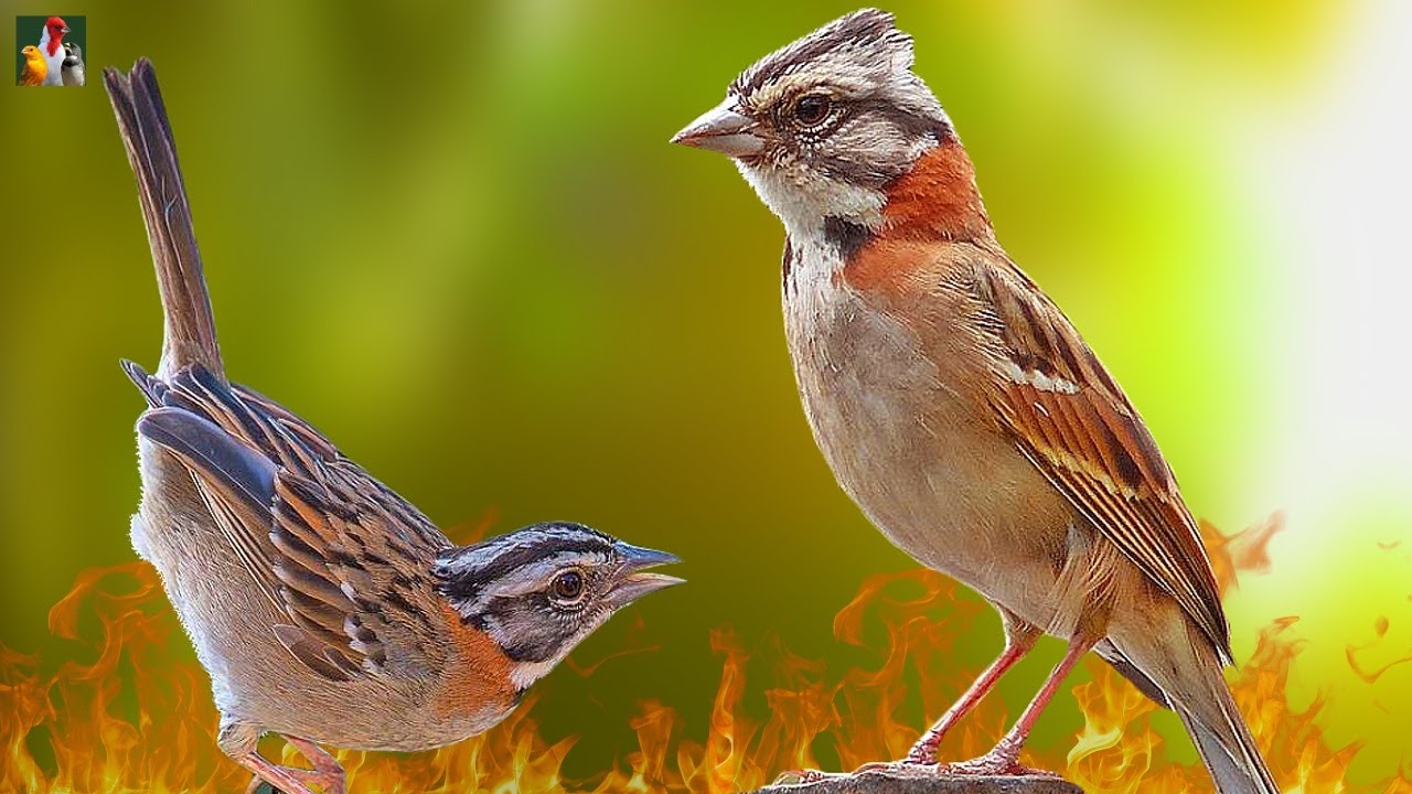 Seu TICO TICO Está Frio? ESSE CANTO VAI ESQUENTAR NA HORA !!!