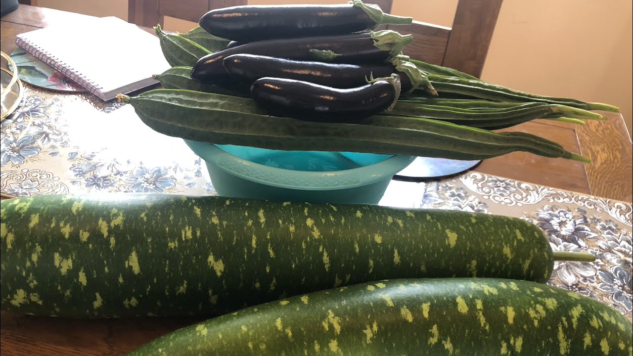 Harvest garden tour long Jingha with kodu 