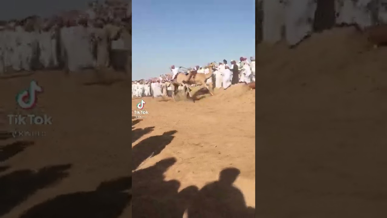 سباق الهجن