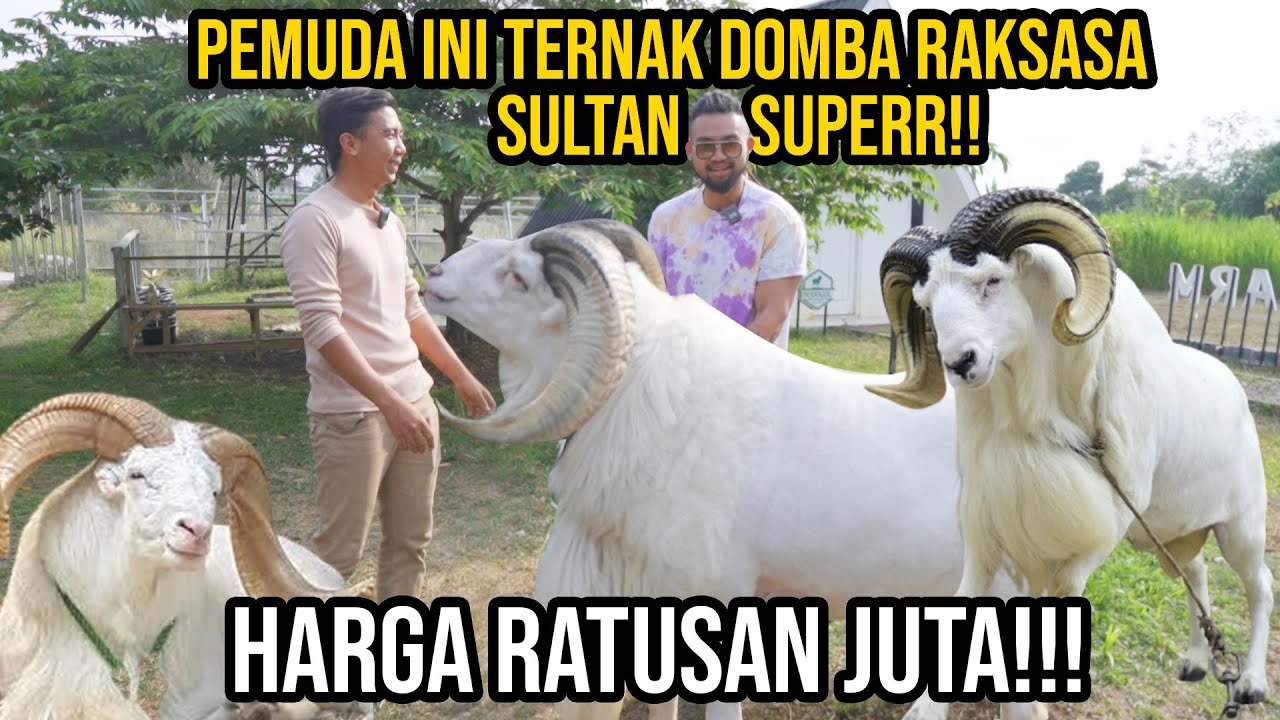 GAK MASUK AKAL!! PEMUDA INI TERNAK DOMBA RAKSASA SULTAN SEHARGA RATUSAN JUTA #KINGOFTHEJUNGLE