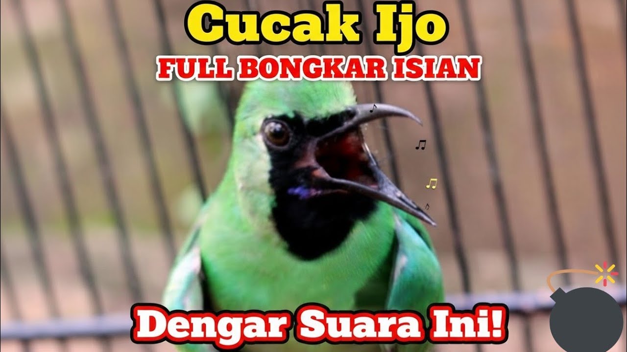 PERHATIAN!! Awas burung cucak ijo anda akan full emosi bongkar isian dengar ini