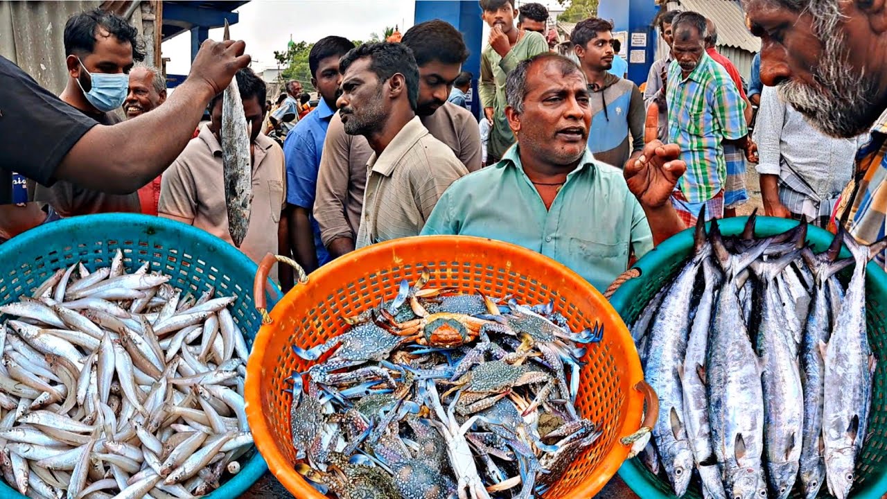 மலிவான விலை பாம்பன் மீன் ஏலம் | Cheap Price Pamban Fish Auction