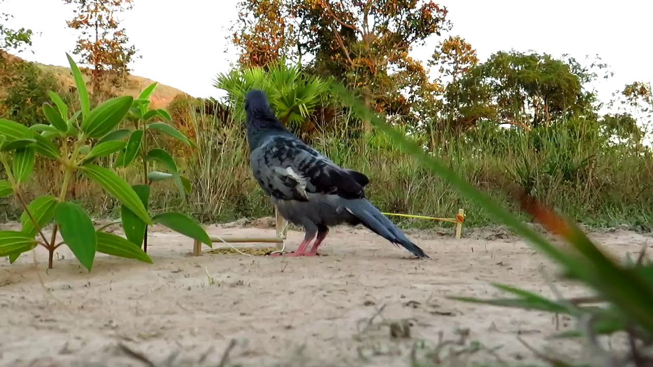 Amazing Technology | DIY Easy Creative Bird Trap Using Wood