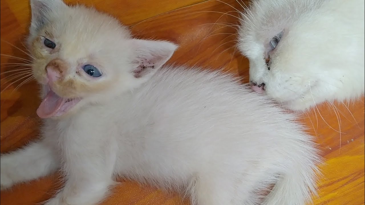 Mother Cat Exhausted She Wants To Wean Her Kittens As Early As Possible