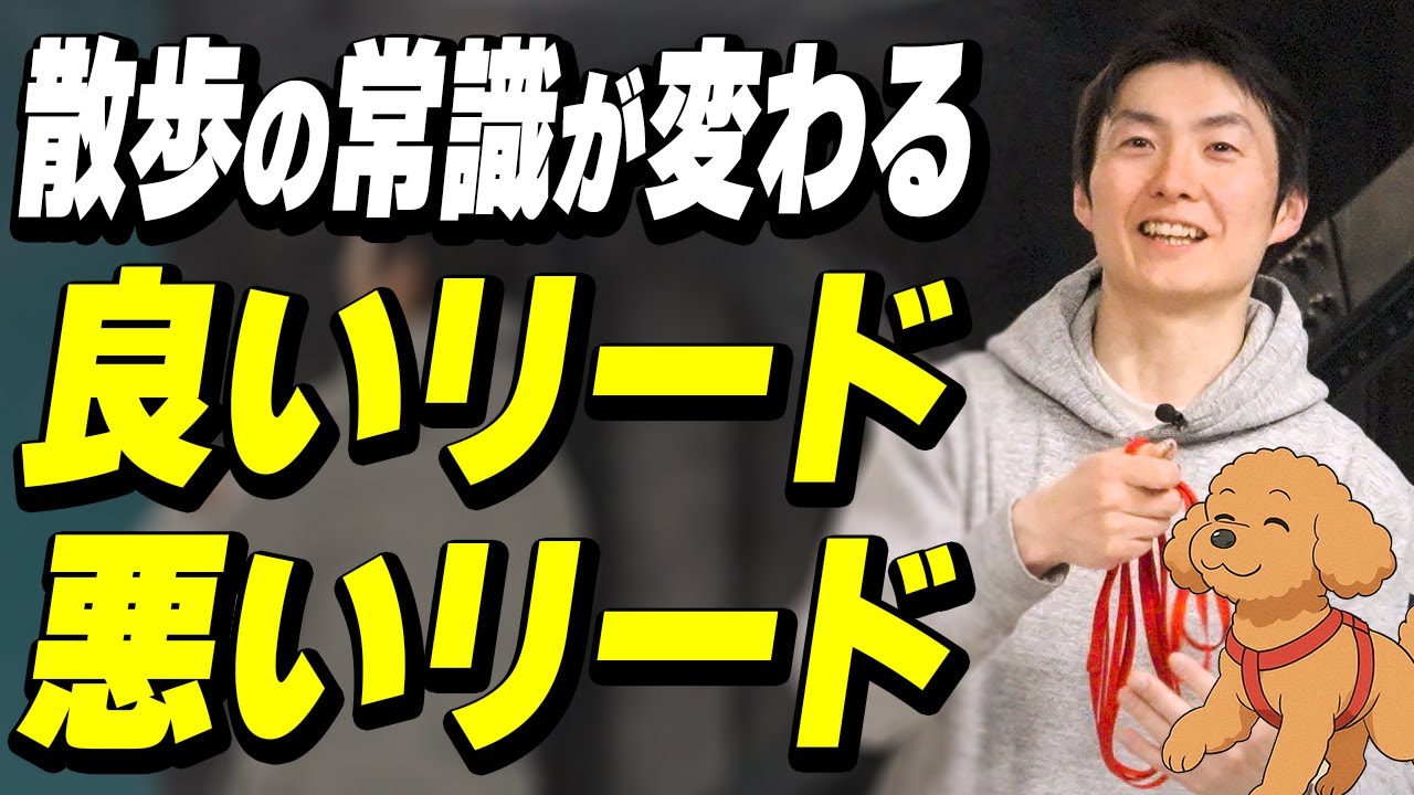 【保存版】散歩の常識が変わる“良いリード・悪いリード”完全ガイド