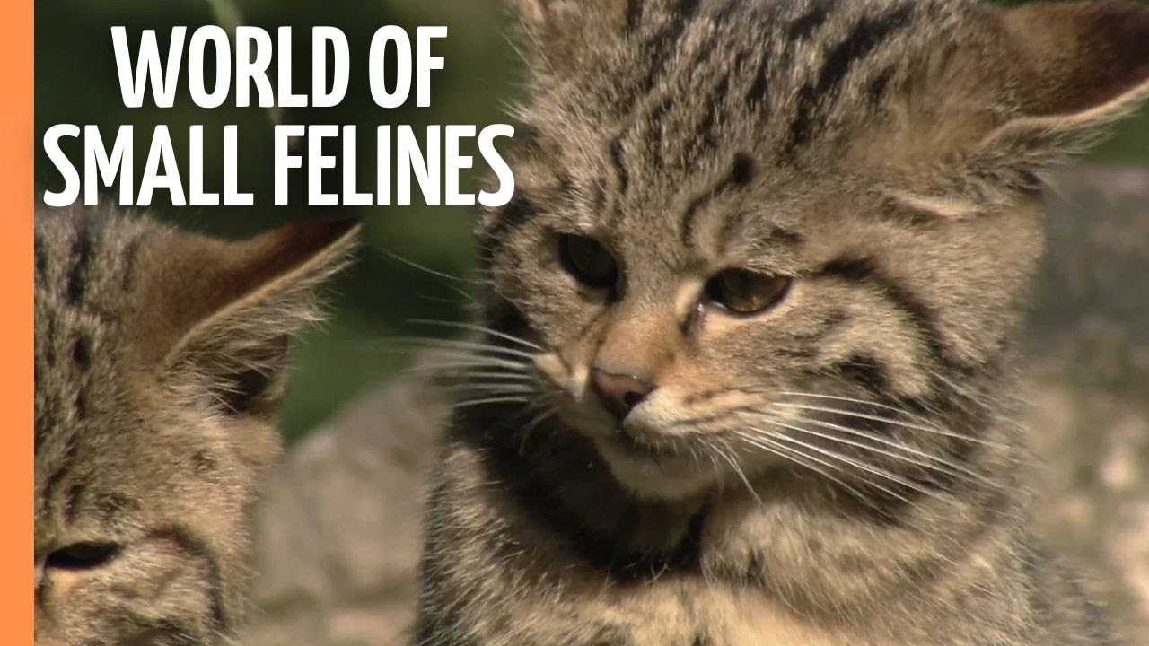 Beyond Lions and Tigers - Explore The Mighty World of Small Felines | Full Documentary