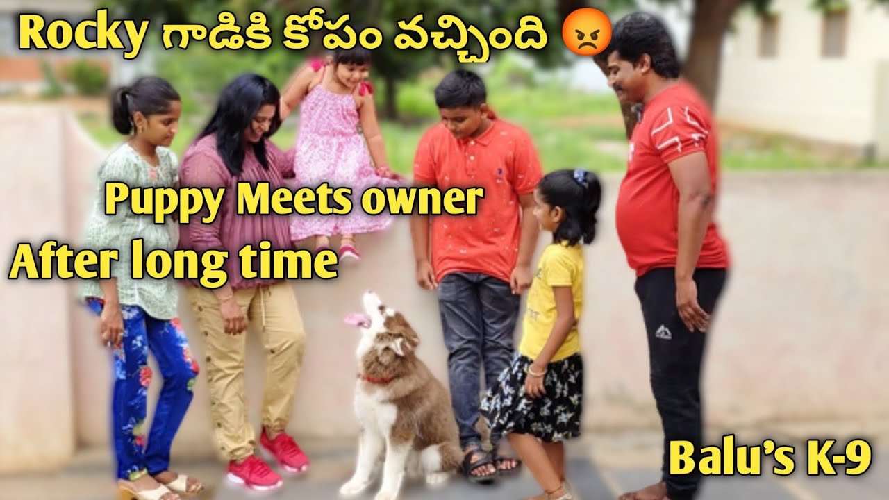 Puppy meets Owners after one month 