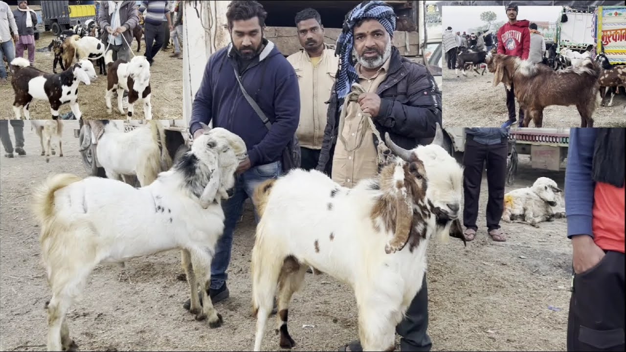 Rajasthan bakra mandi Tonk goat market live updet cover with price 6 March 2024