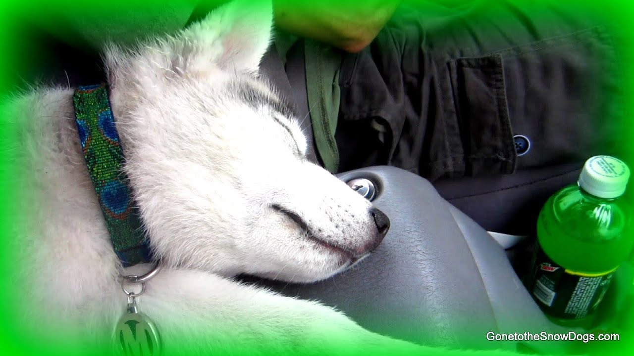 YOUTUBERS! Sleepy Puppy, And a Broke Down Bike