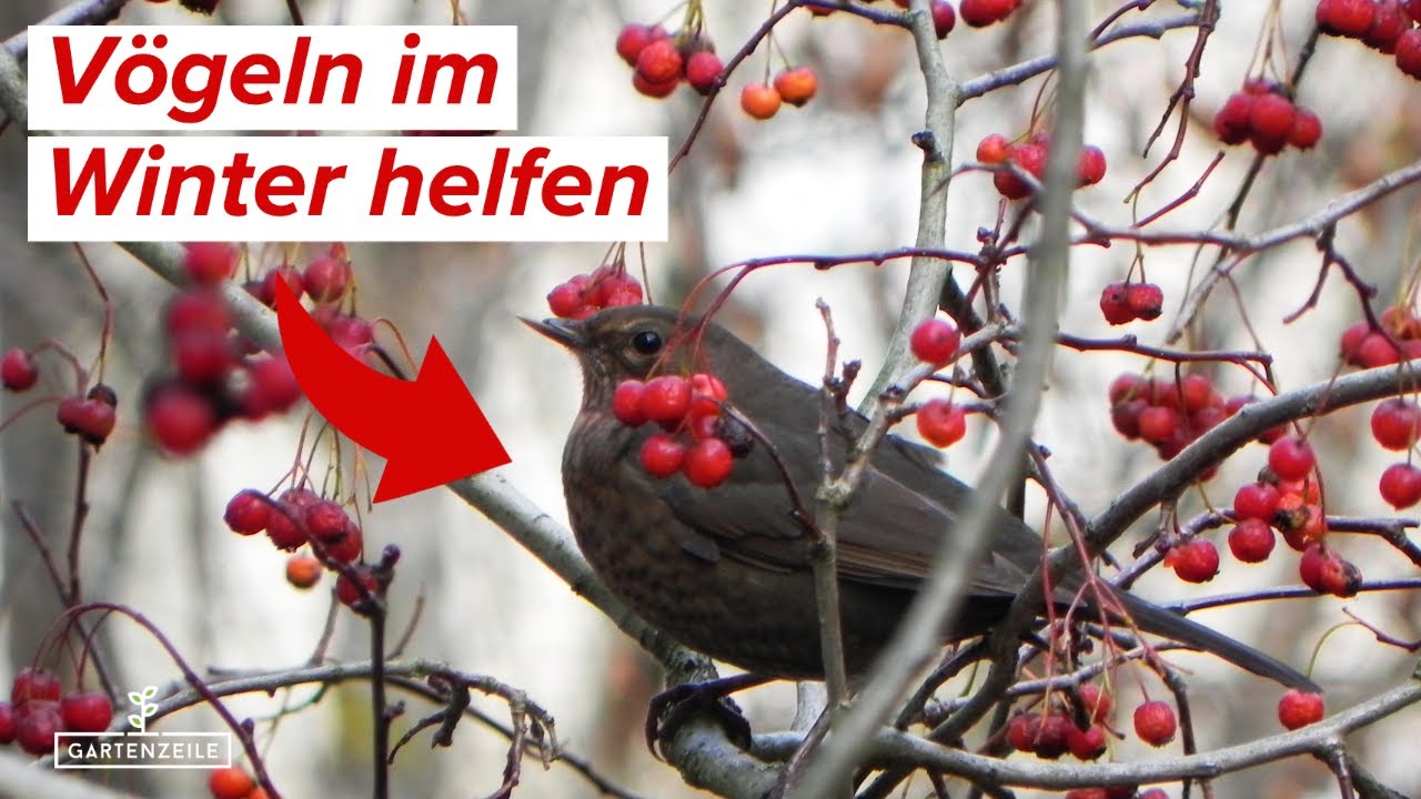 Garten f&uuml;r V&ouml;gel winterbereit machen - Unsere Tipps. Futterstellen, Verstecke, Pflanzen und mehr!