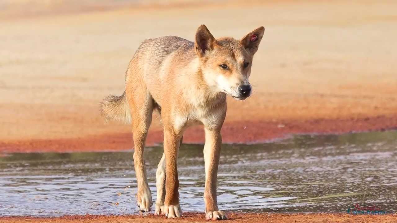 Dingoes of Fraser Island: managing a wild animal in a tourist spot