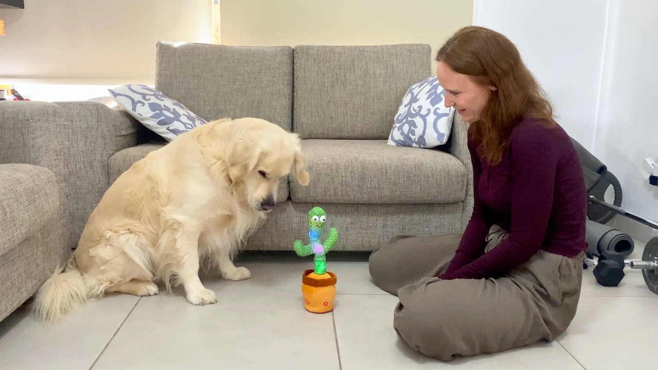 Golden Retriever Has Priceless Reaction Dancing Cactus!